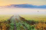 Misty Farm Lane At Sunrise_26794